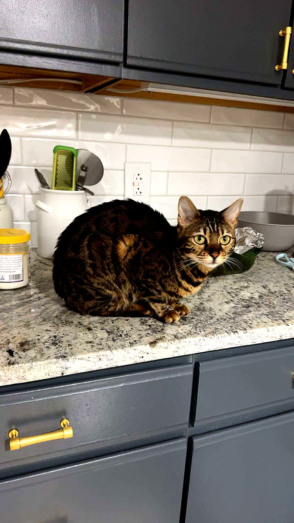 ameliabfit image ~ Altpins