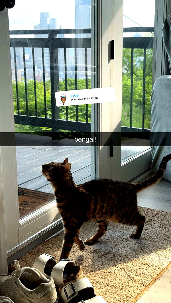 ameliabfit image ~ Altpins