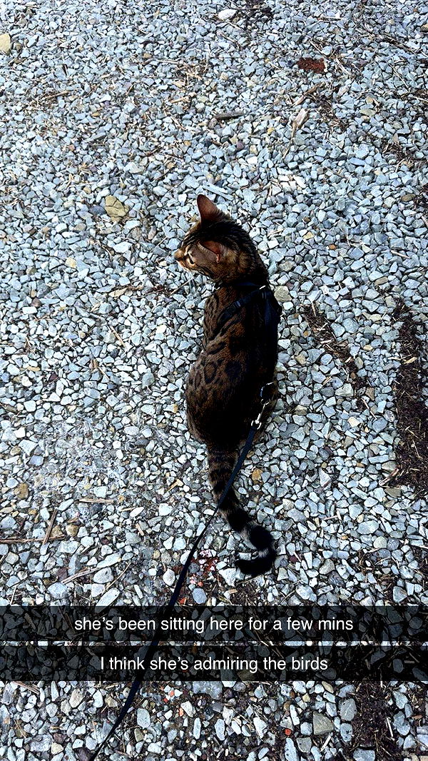 ameliabfit image ~ Altpins