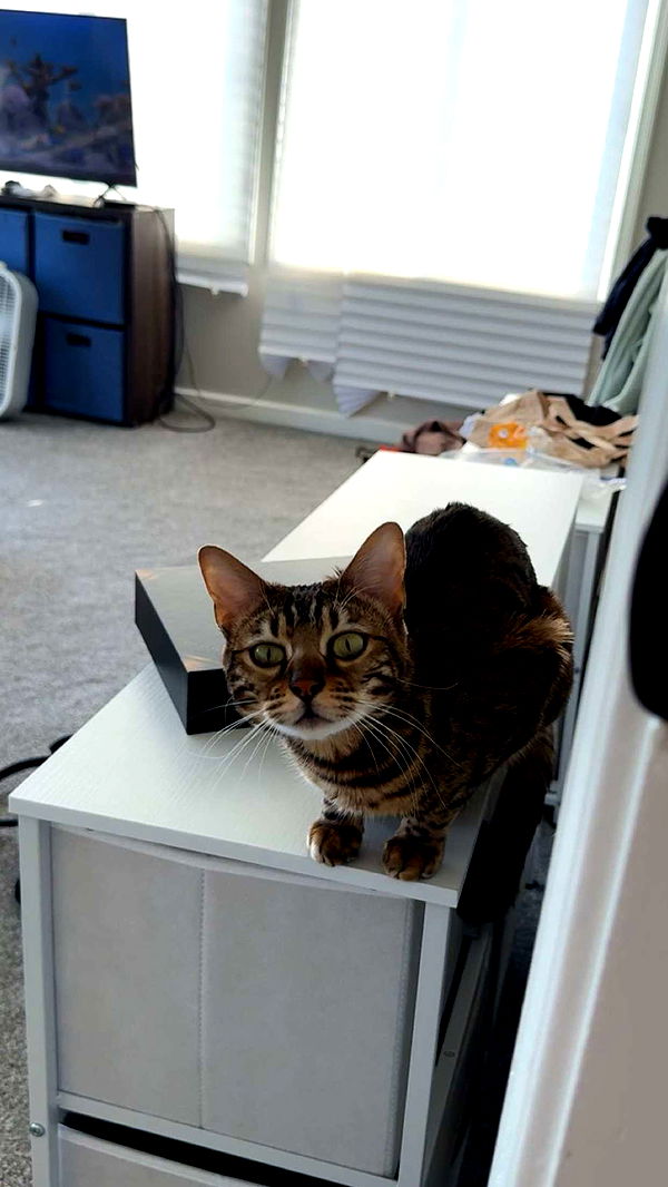 ameliabfit image ~ Altpins