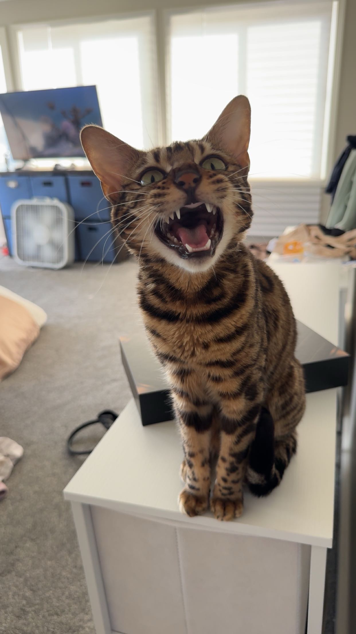 ameliabfit snapchat image archive image