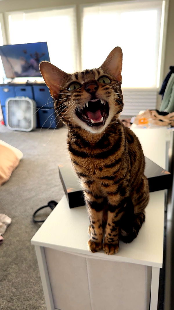 ameliabfit image ~ Altpins