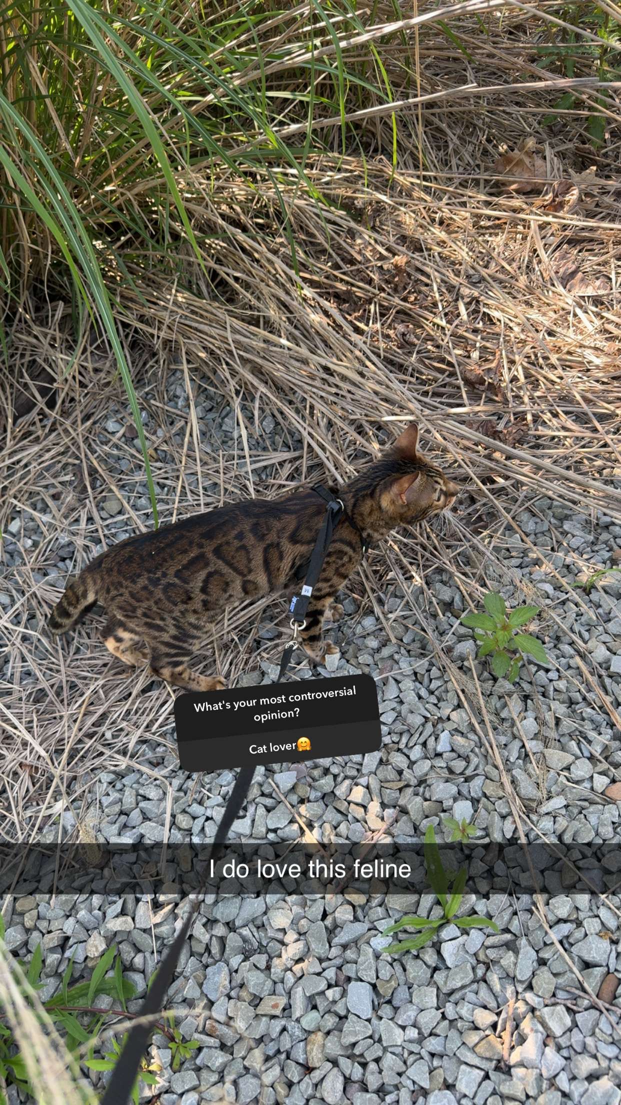 ameliabfit snapchat image archive image