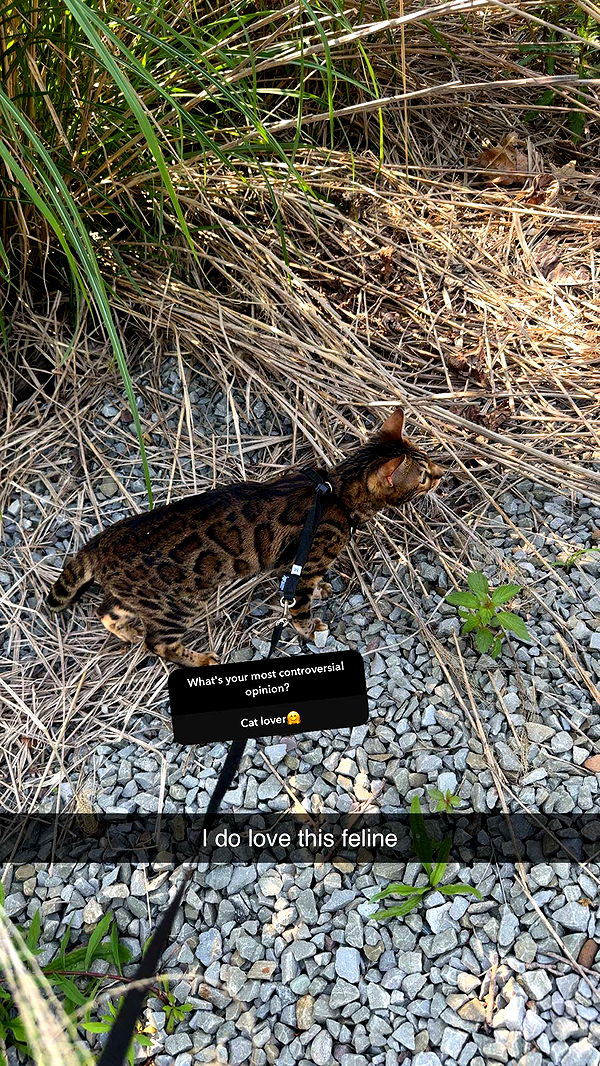 ameliabfit image ~ Altpins