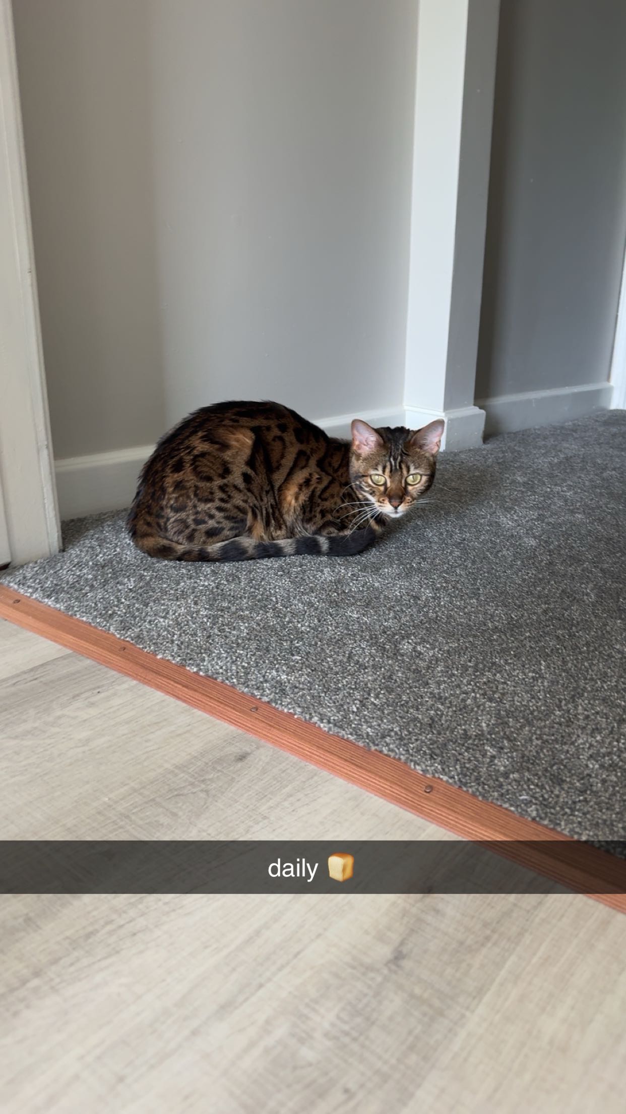 ameliabfit snapchat image archive image