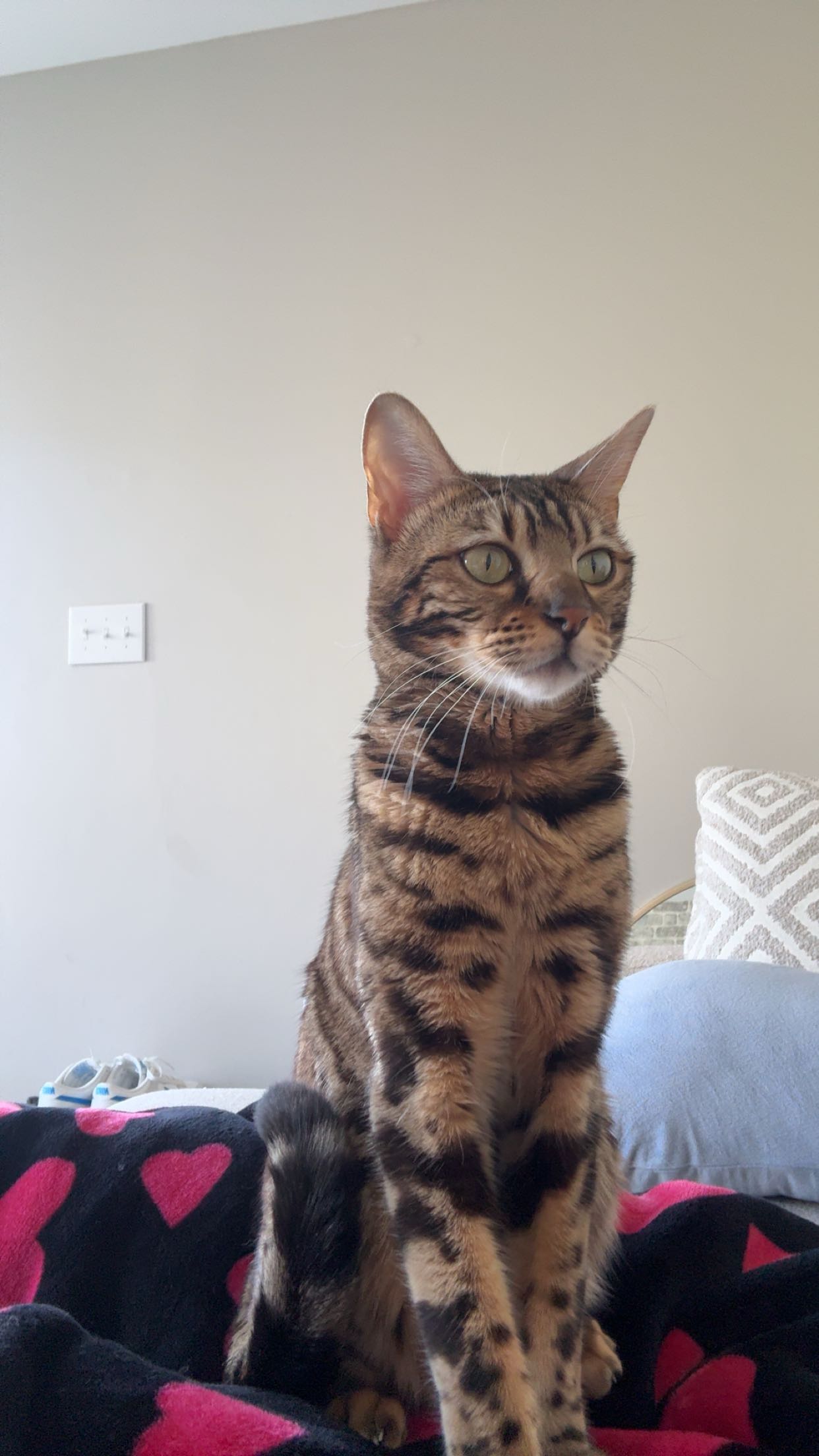 ameliabfit snapchat image archive image