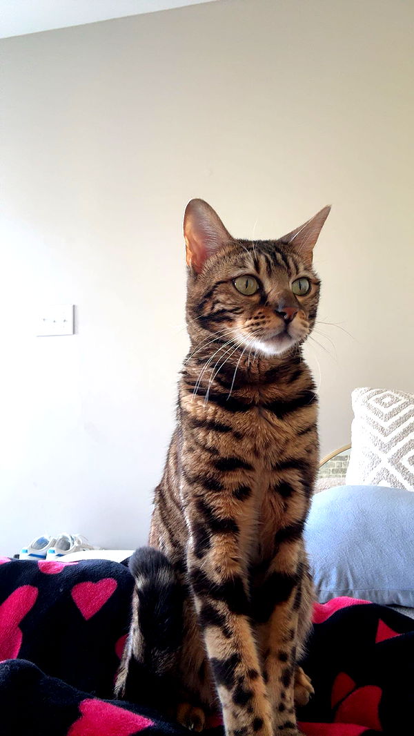 ameliabfit image ~ Altpins