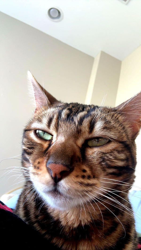 ameliabfit image ~ Altpins