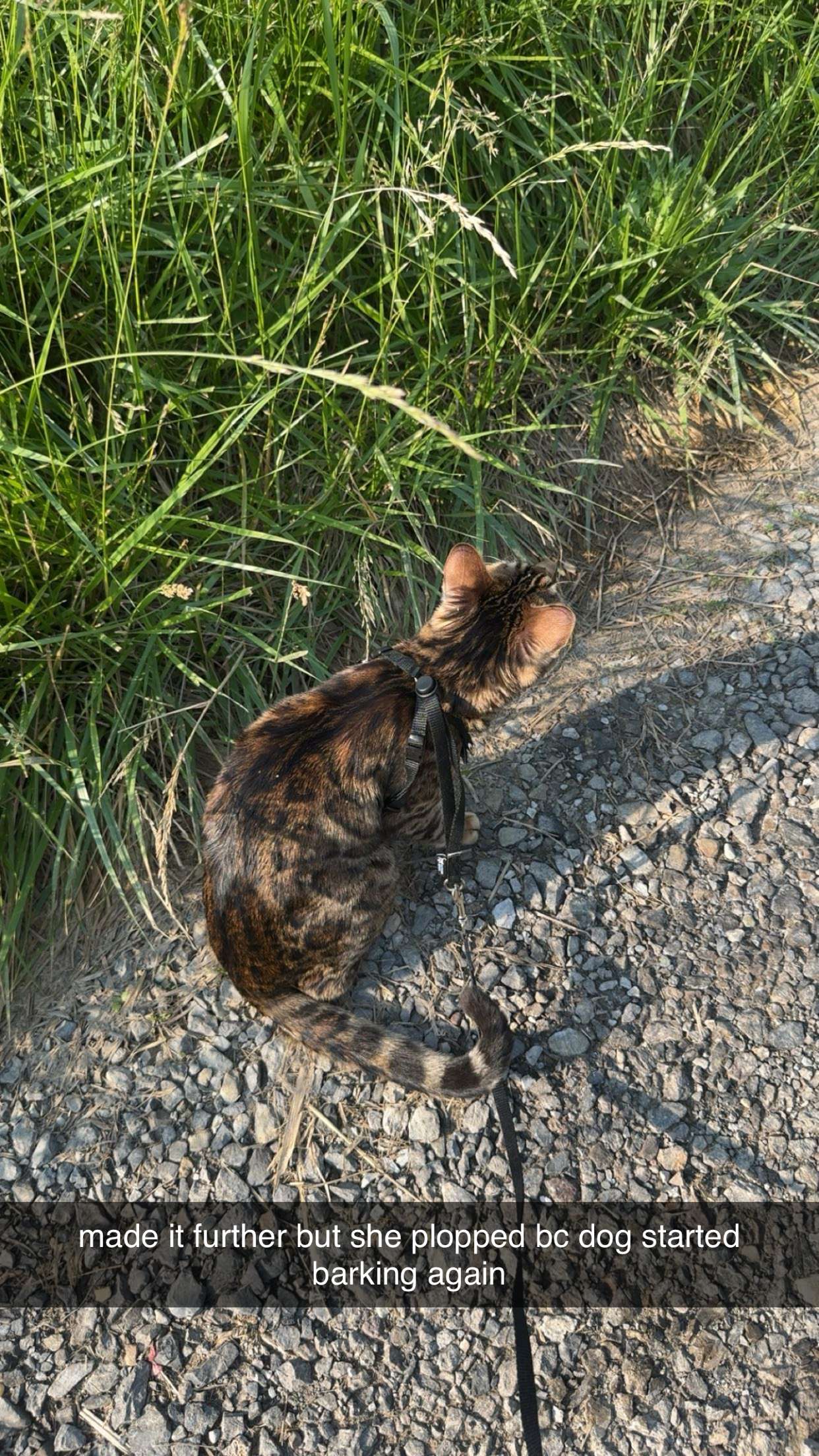 ameliabfit snapchat image archive image