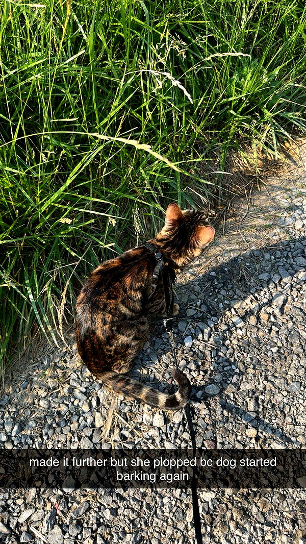 ameliabfit image ~ Altpins