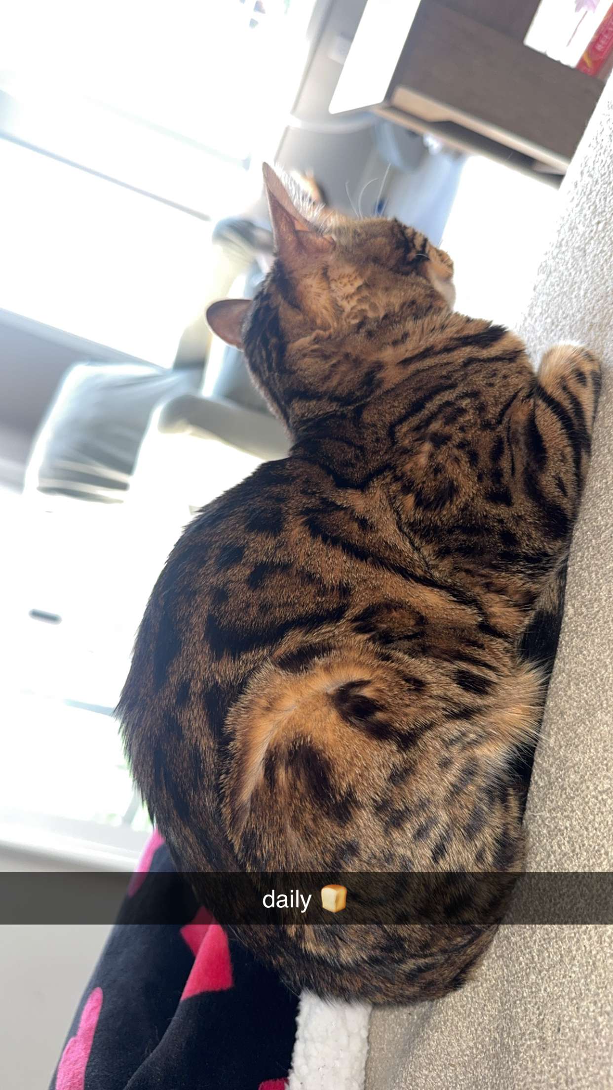 ameliabfit snapchat image archive image