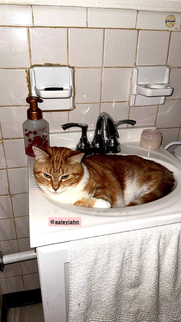 ameliabfit image ~ Altpins