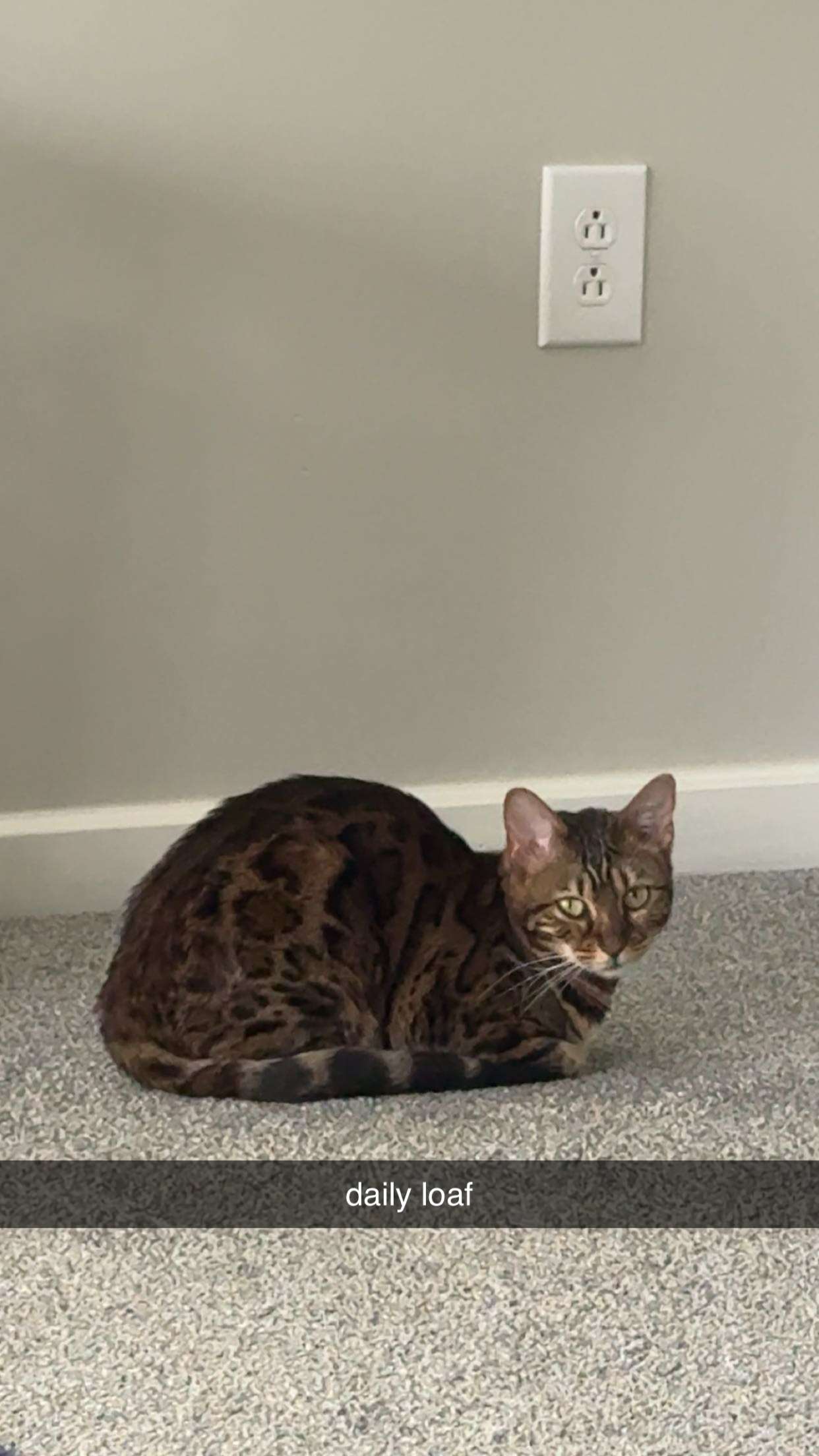 ameliabfit snapchat image archive image