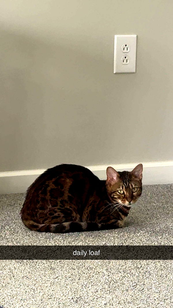 ameliabfit image ~ Altpins