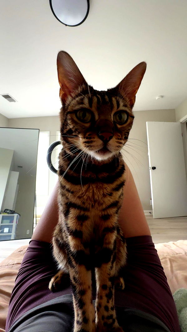 ameliabfit image ~ Altpins