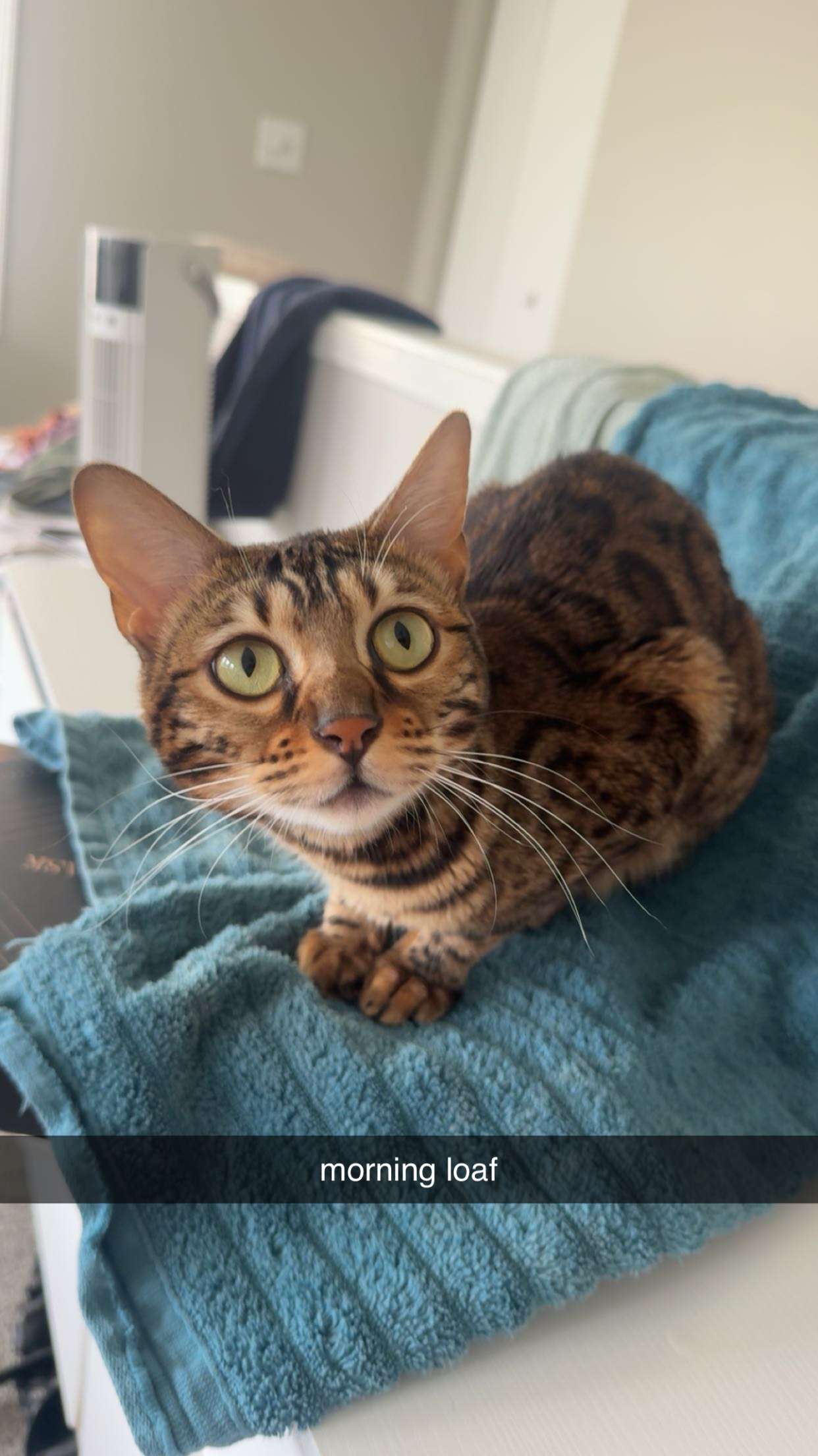 ameliabfit snapchat image archive image