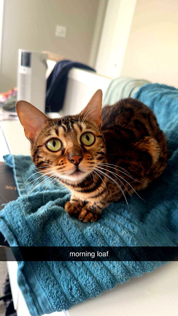 ameliabfit image ~ Altpins