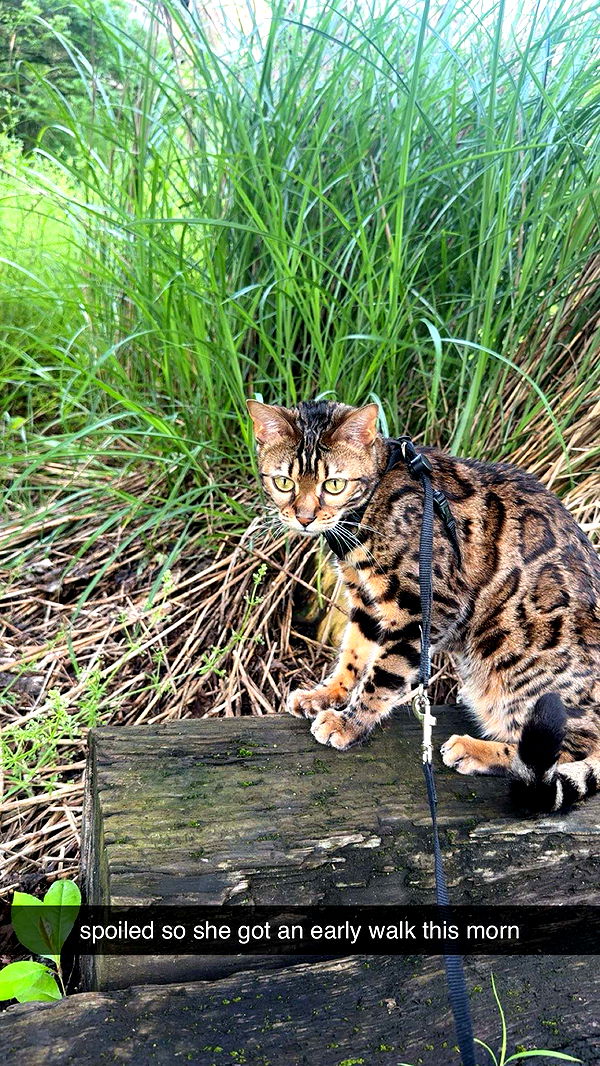 ameliabfit image ~ Altpins