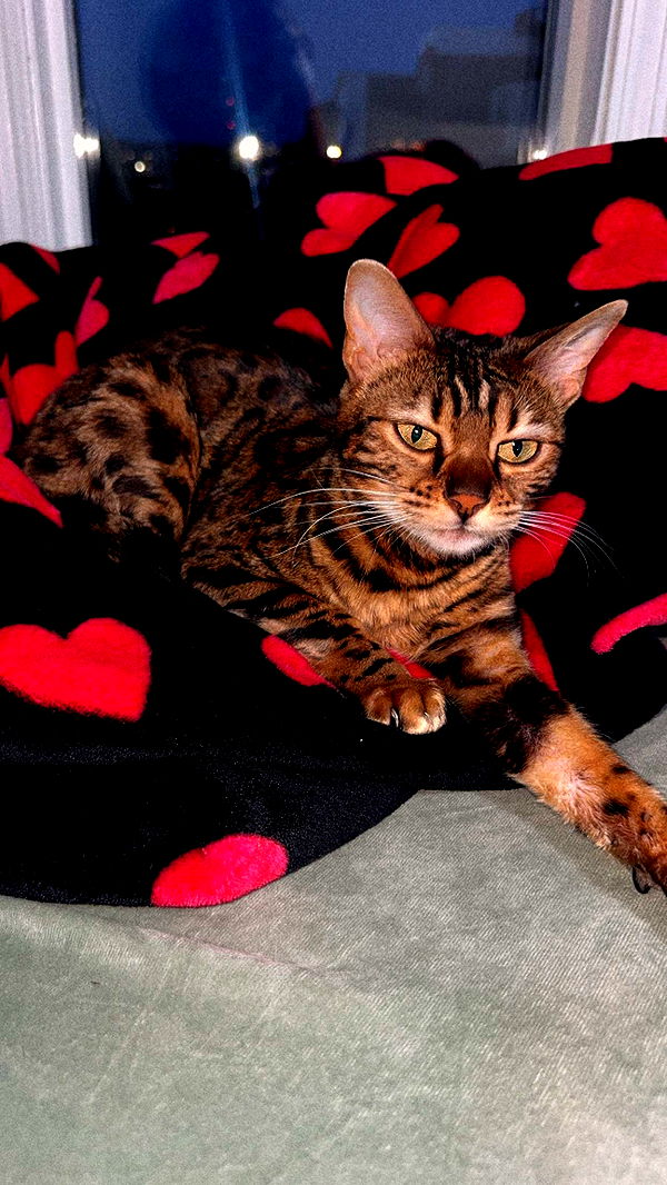 ameliabfit image ~ Altpins