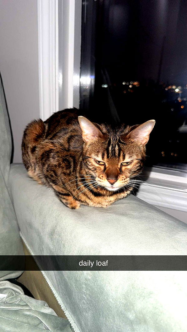 ameliabfit image ~ Altpins