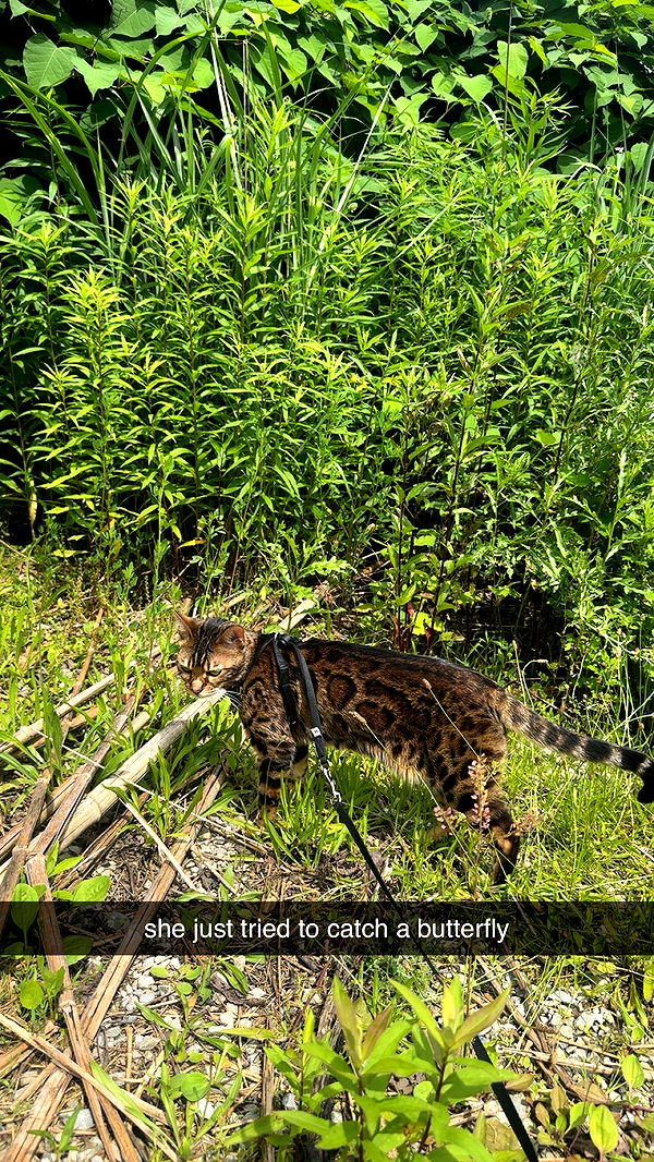 ameliabfit image ~ Altpins