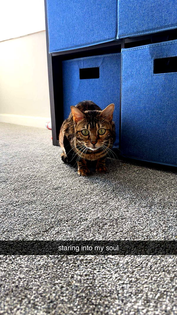 ameliabfit image ~ Altpins