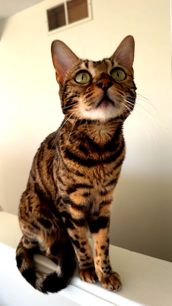 ameliabfit image ~ Altpins