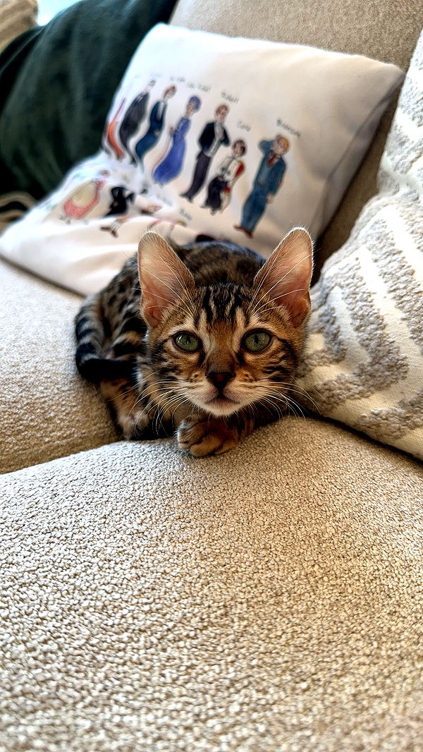 ameliabfit image ~ Altpins