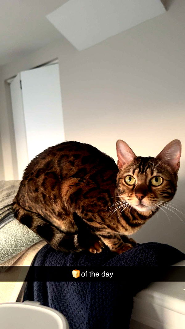 ameliabfit image ~ Altpins