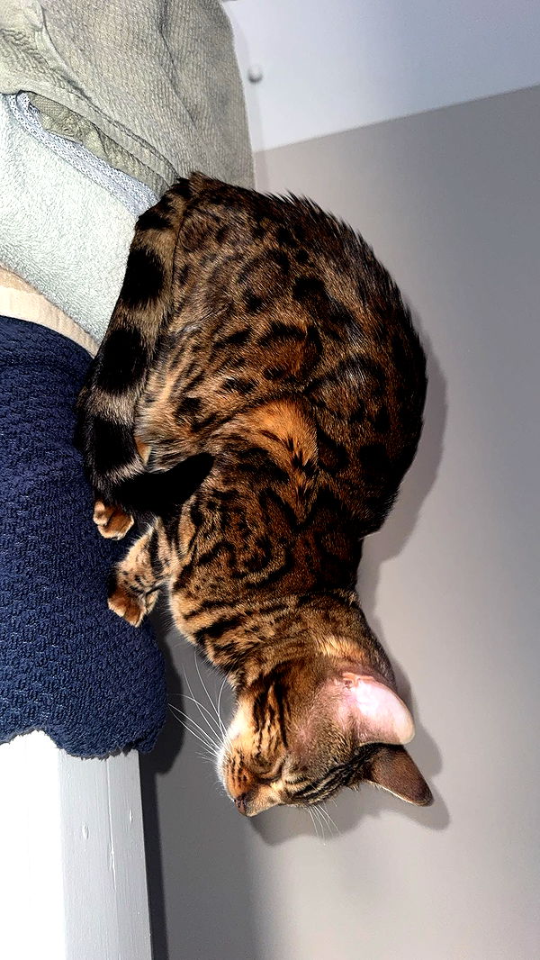 ameliabfit image ~ Altpins