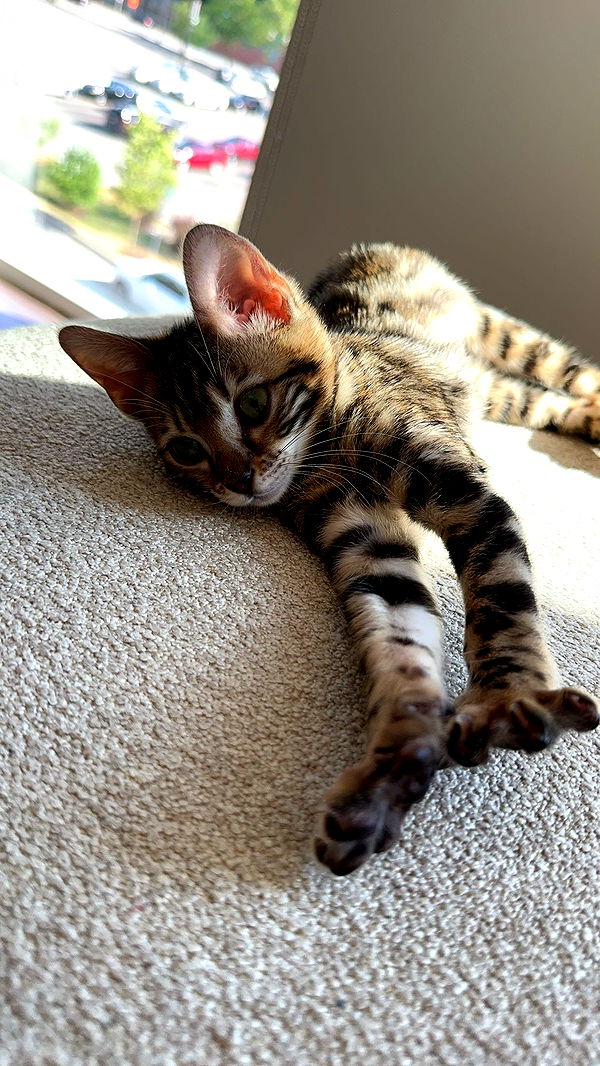 ameliabfit image ~ Altpins