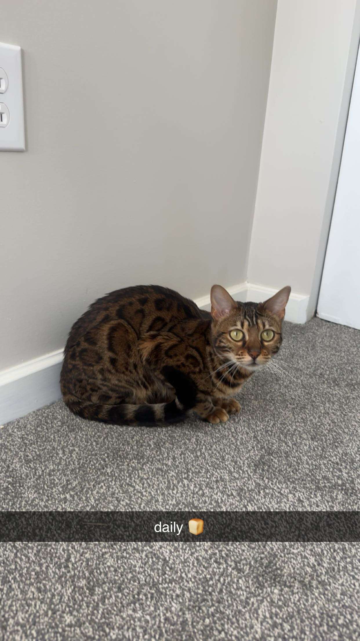 ameliabfit snapchat image archive image