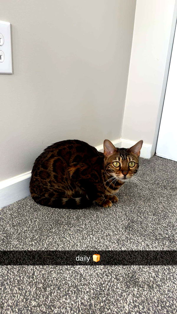 ameliabfit image ~ Altpins