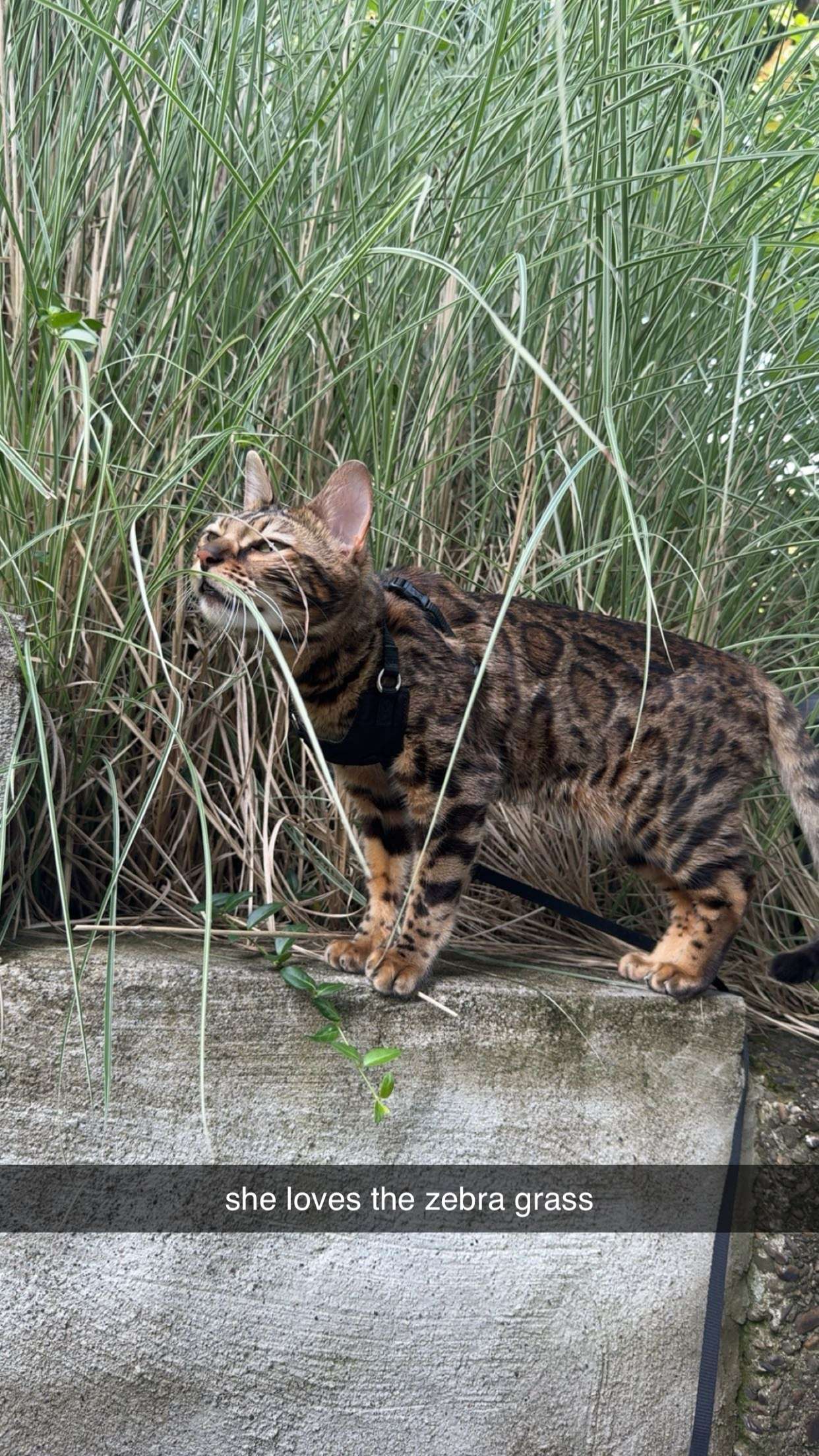 ameliabfit snapchat image archive image