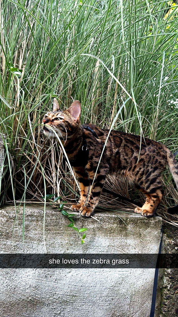 ameliabfit image ~ Altpins