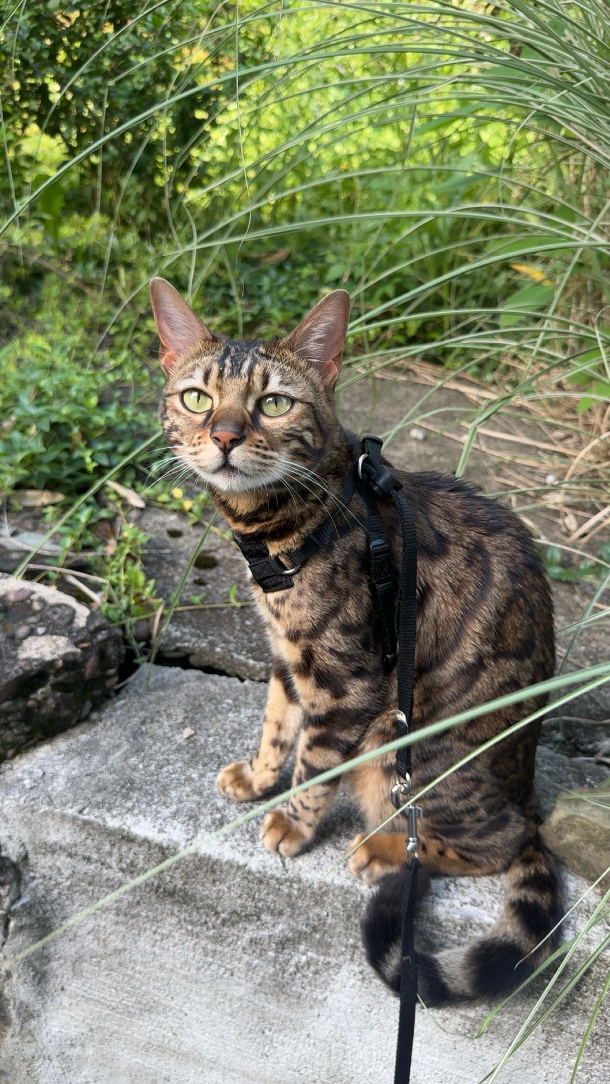 ameliabfit snapchat image archive image