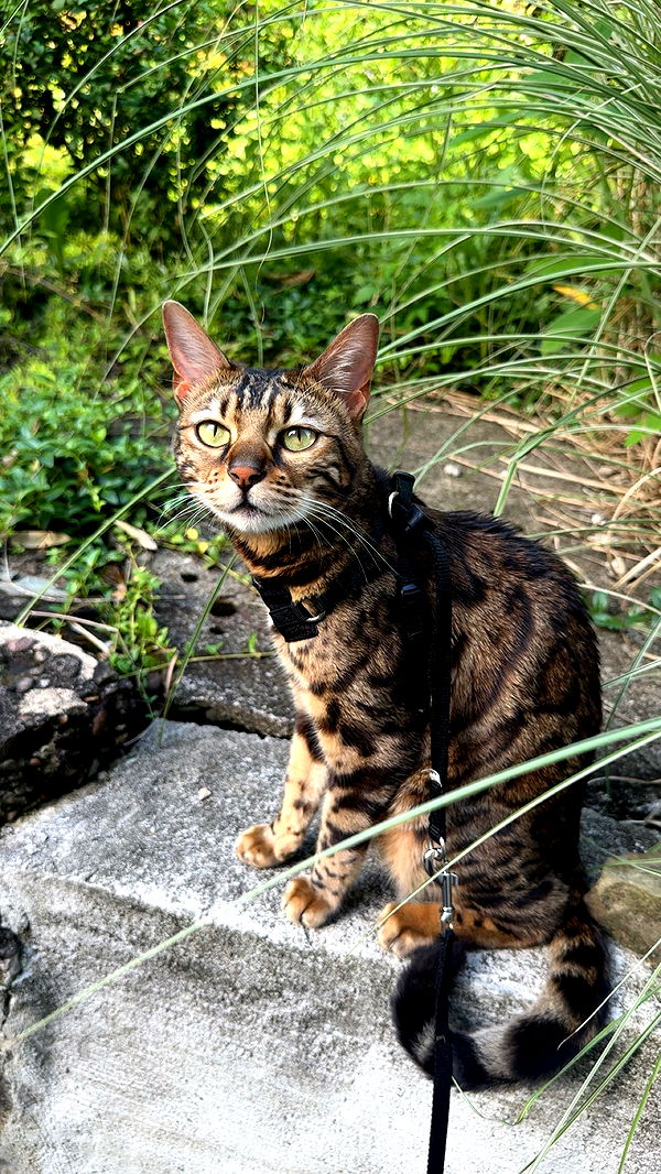 ameliabfit image ~ Altpins