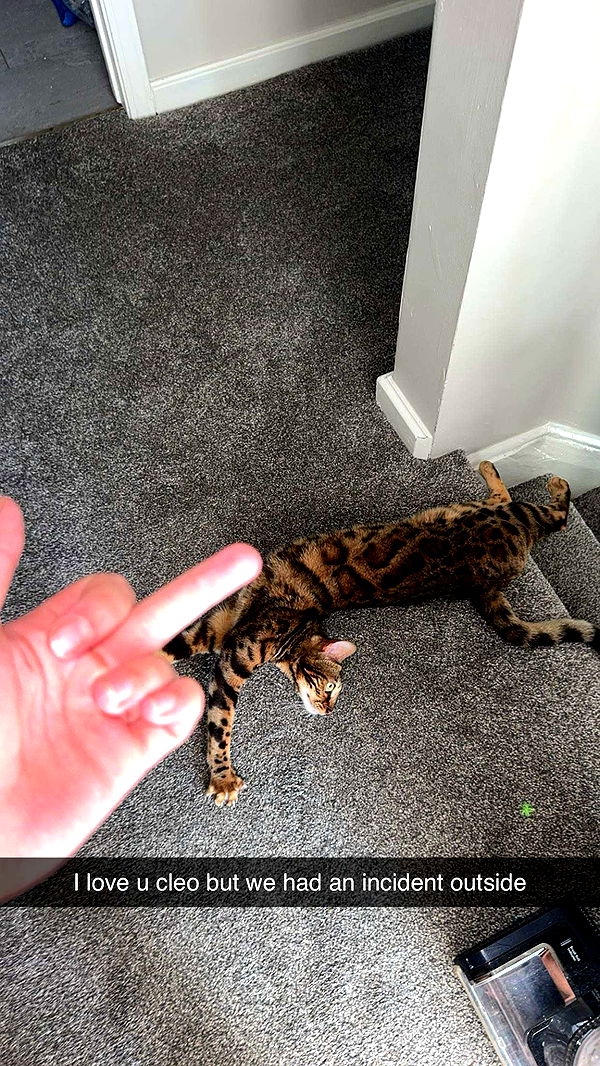 ameliabfit image ~ Altpins