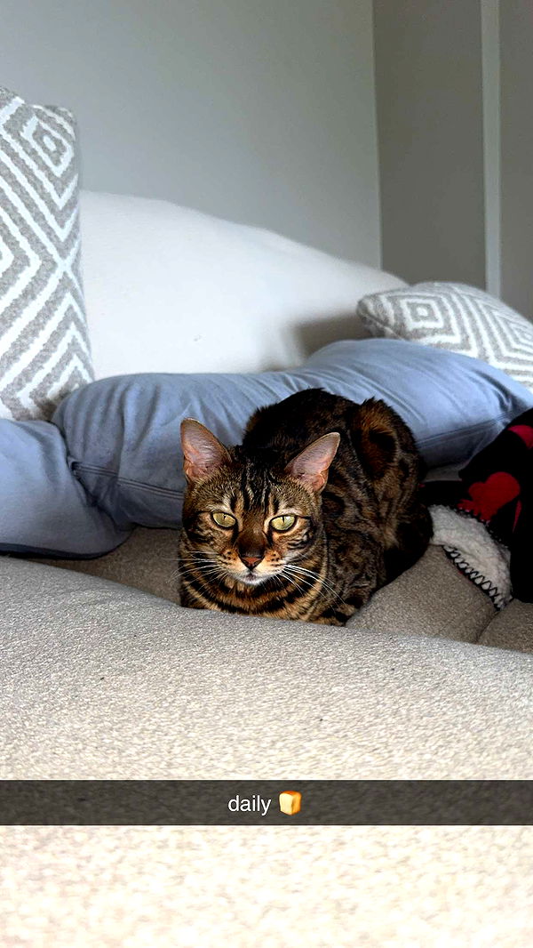 ameliabfit image ~ Altpins