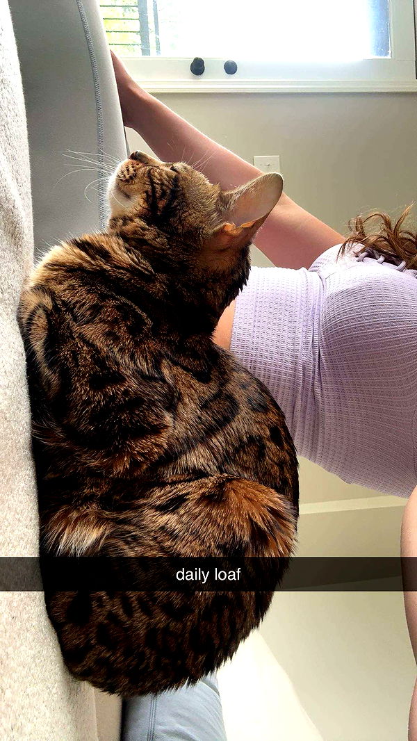 ameliabfit image ~ Altpins