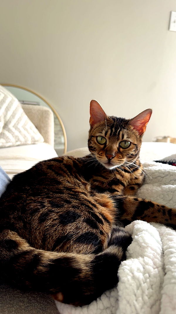 ameliabfit image ~ Altpins