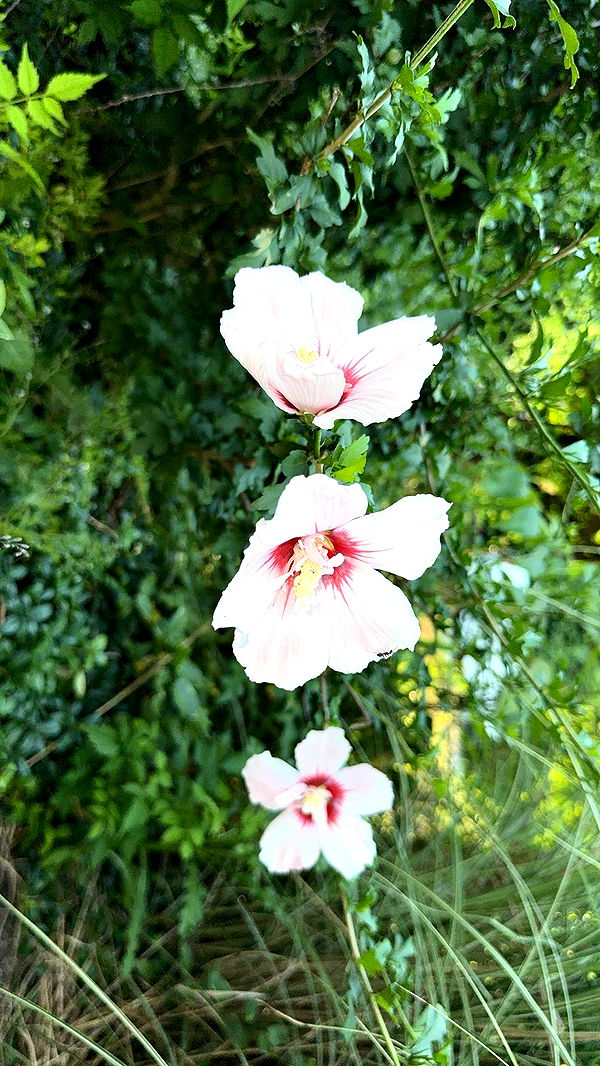 ameliabfit image ~ Altpins