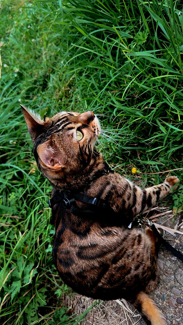 ameliabfit image ~ Altpins