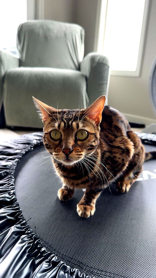 ameliabfit image ~ Altpins