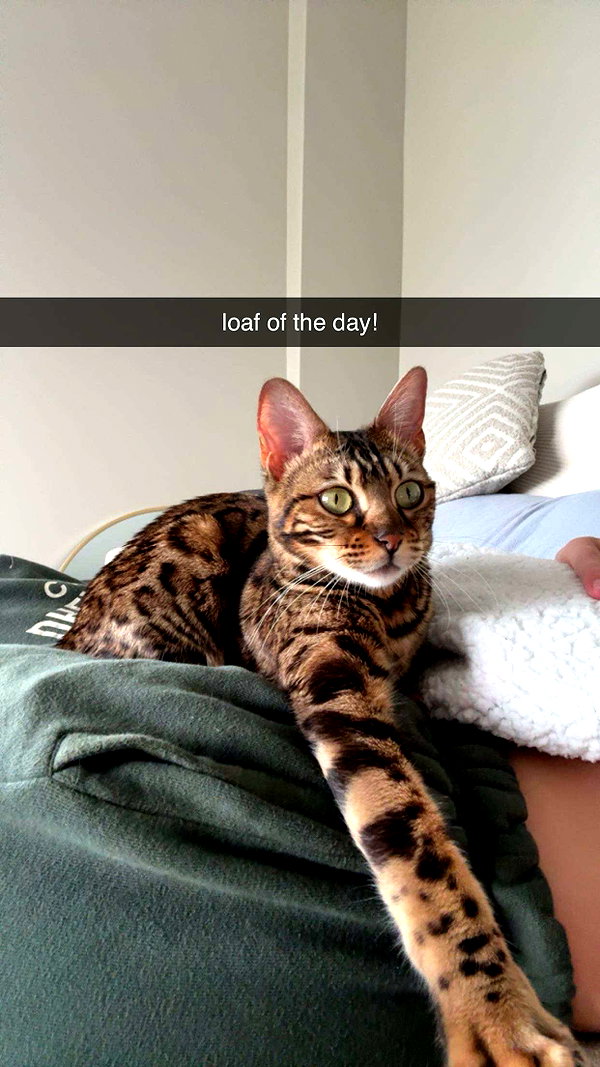ameliabfit snapchat image archive image