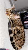 ameliabfit Altpins Profile Picture