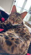 ameliabfit Altpins Profile Picture