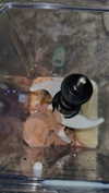 ameliabfit Altpins Profile Picture