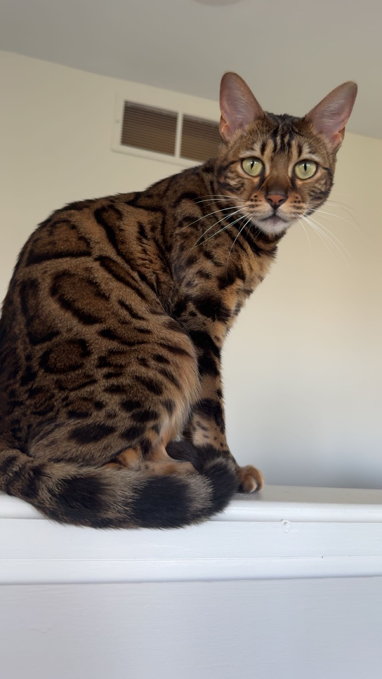 ameliabfit snapchat image archive image