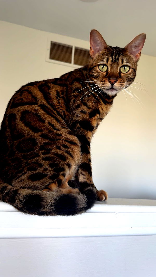 ameliabfit image ~ Altpins